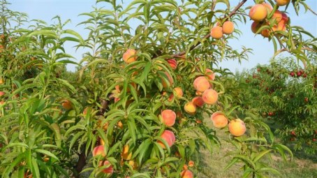 Percoca - Percoca Romea